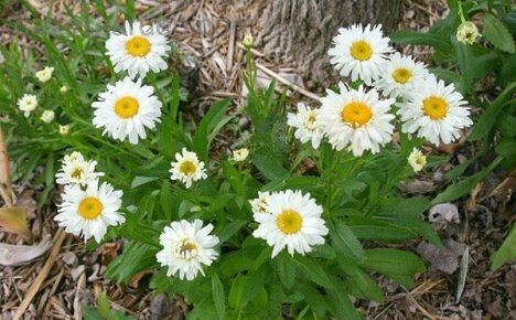 Snow-white garden chamomile can decorate any area