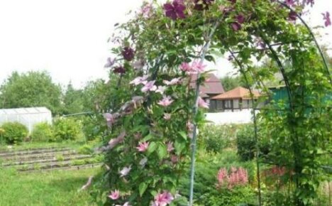 How to make an arch for clematis - simple and uncomplicated models
