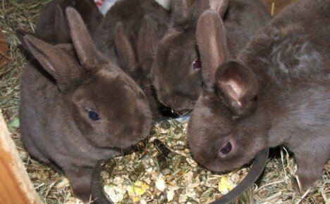 Hvad spiser kaniner derhjemme - udgør en komplet diæt