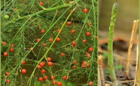 Ako rastie špargľa: vlastnosti pestovania rôznych druhov