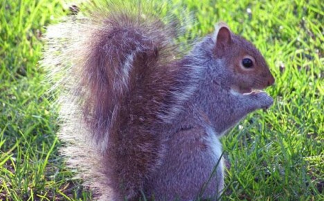 Com tractar amb esquirols al jardí
