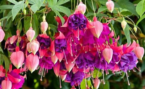 Reproduction of fuchsia by cuttings at home: tips and tricks