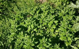 We grow tetragonia in the garden - New Zealand spinach