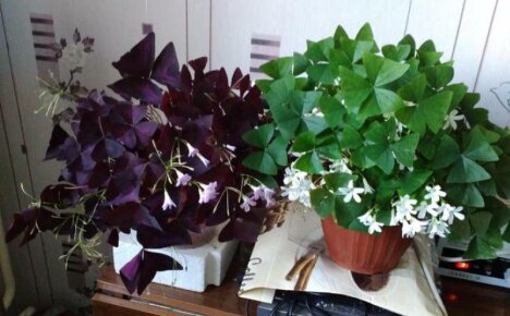 A living flower on your window - oxalis, home care for a butterfly plant