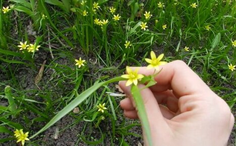 Krásná, ale nepříjemná květina - jak se zbavit husí cibule v zahradě