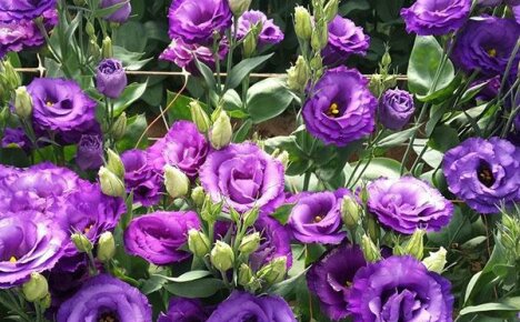 Beauty eustoma: growing from seeds at home