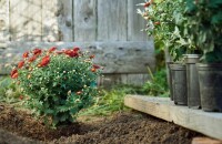 Crisantems encantadors: plantació i cura a la tardor, poda