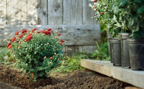 Žavios chrizantemos - sodinimas ir priežiūra rudenį, genėjimas