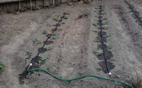Como fazer irrigação por gotejamento: sistemas de garrafa simples e mangueiras