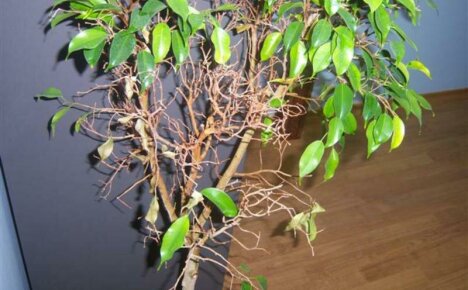 Ficus Benjamin - Blätter fallen, was mit diesem Problem zu tun ist
