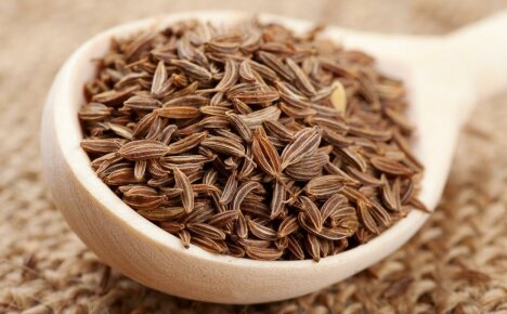 We study the medicinal properties of caraway and contraindications to its use