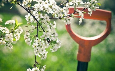 Mei panas di kebun: tugas musim bunga seorang penduduk musim panas