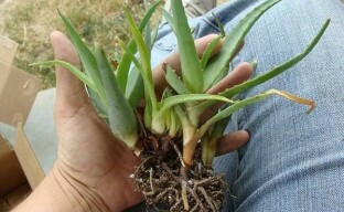 Aloe-Vermehrungsmethoden