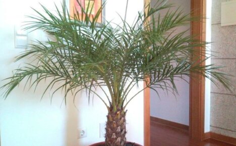 Palmier dattier - soins à domicile, photo de beautés adultes