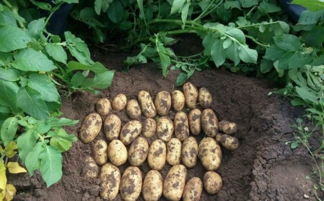 Opis ziemniaków odmiany Koroleva Anna i niuanse uprawy dla bogatych zbiorów