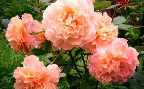 Aristocrat german cu rădăcini englezești - trandafir Augusta Louise, fotografie și descriere