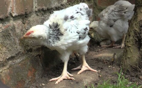 Συμπτώματα και θεραπεία της κοκκιδίωσης στα κοτόπουλα