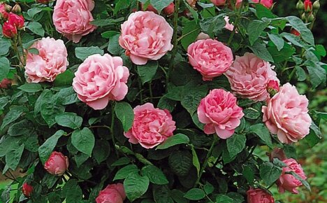 How to grow an English beauty rose Mary Rose in your garden