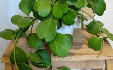 Hoya kerry - en symbol för kärlek på din fönsterbräda