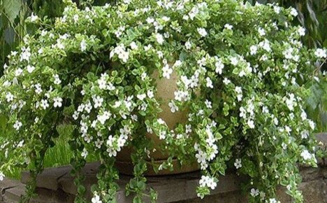 A snow-white beauty for your home and garden Bacopa Snowtopia
