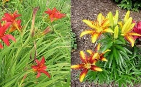 How to tell a daylily from a lily