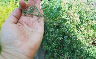 Omsorg för alyssum efter blomning - samla frön och förbereda buskar för övervintring