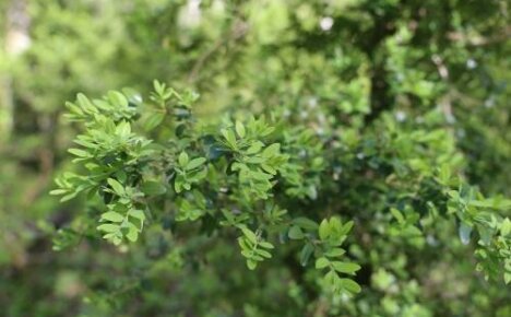 Immergrüner Langleber-Buchsbaum Colchis