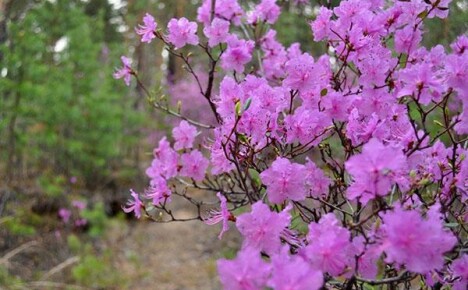 Rhododendron Daursky - decorarea unei cabane de vară