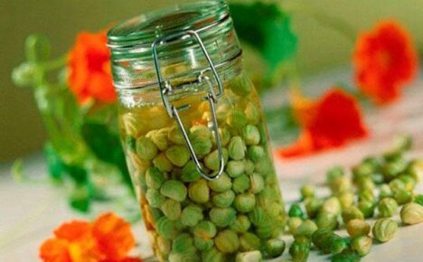 Рецепти за приготвяне на каперси от семена от настурция