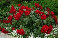 Polyanthus-ruusut siemenistä - istutus ja hoito