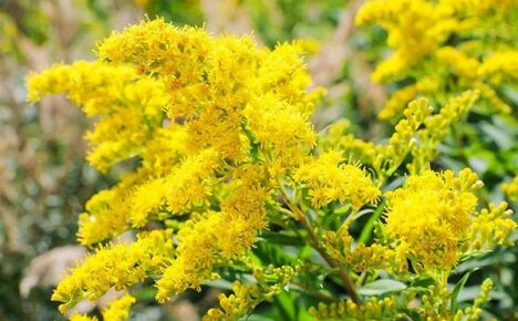 Bright herb goldenrod: useful properties and contraindications for use