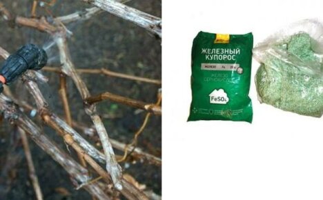 Tri u jednom: hranjenje, zaštita i uništavanje gljivica - obrada grožđa u jesen željeznim vitriolom