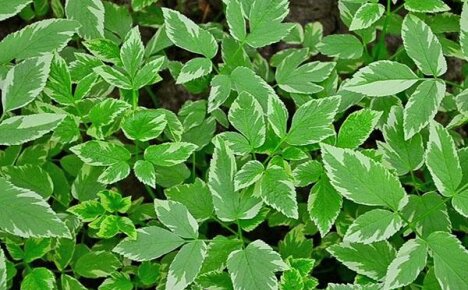 Runny variegated - an unpretentious plant for decorating garden lawns