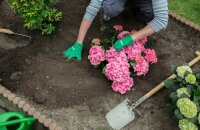 Svěží hortenzie ve vaší zahradě: volba času a místa výsadby
