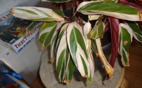 Stromantovy listy suché - co se stane a jak pomoci květině