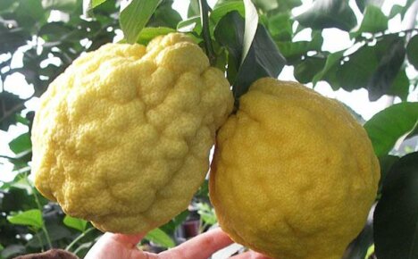 Exotický citron doma: pečlivý proces pěstování rostlin