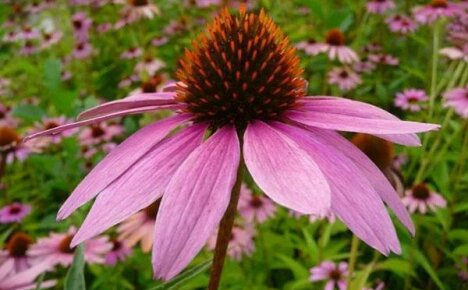 Easy planting and caring for perennial echinacea