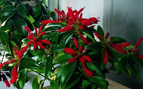 Besteed aandacht aan de geweldige kamerplant eschinanthus