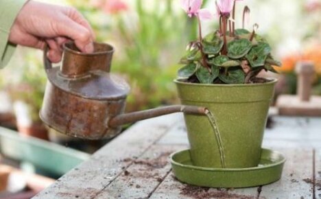 Kako zalijevati ciklamu: važne nijanse za uzgajivače cvijeća