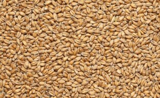 Ползите от пшеничното мляко
