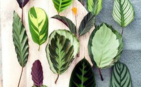 Photo with a description of the types and varieties of indoor flower calathea