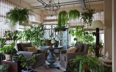 Wintertuin in een appartement met uw eigen handen: creëer een oase voor uzelf