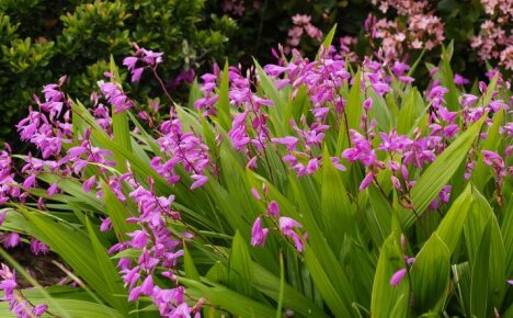 Penanaman luar orkid bletilla - kebenaran atau fiksyen