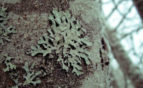 Comment se débarrasser du lichen sur un pommier et le prévenir