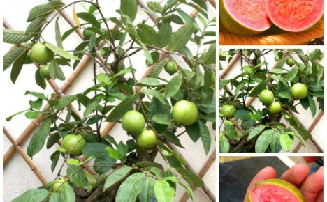 Wie man zu Hause Guaven züchtet - die Tropicana zähmen