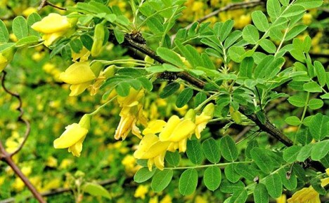 Sárga akácfa caragana: a termesztés leírása és jellemzői