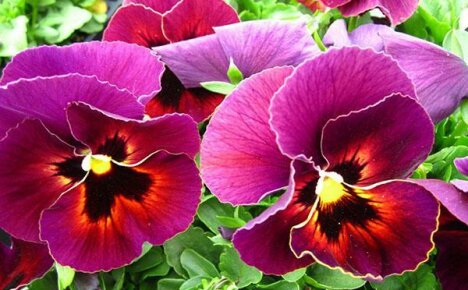 Pěstování violy - oblíbená květina Josephine
