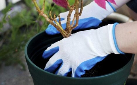 Poinsettia Bloom: วิธีแก้ปัญหาการเผาไหม้