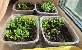 Sowing carnation seeds: the February method of planting seedlings