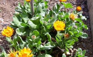 Wir züchten Ringelblumen auf dem Gelände: Merkmale des Pflanzens von Sämlingen